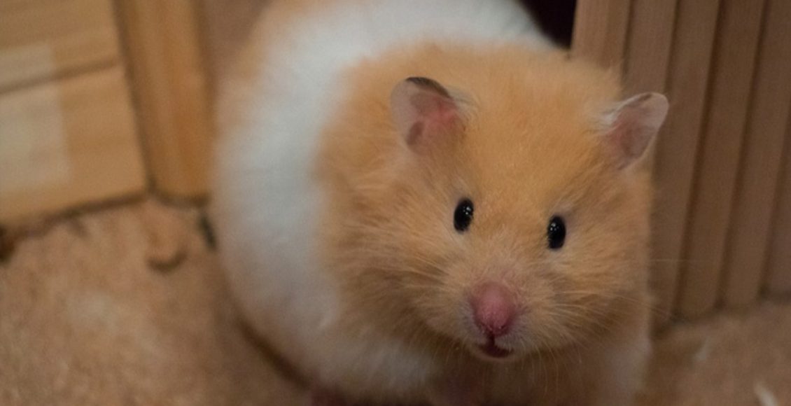 Como cuidar de Hamster: veja dicas essenciais para manter seu pet