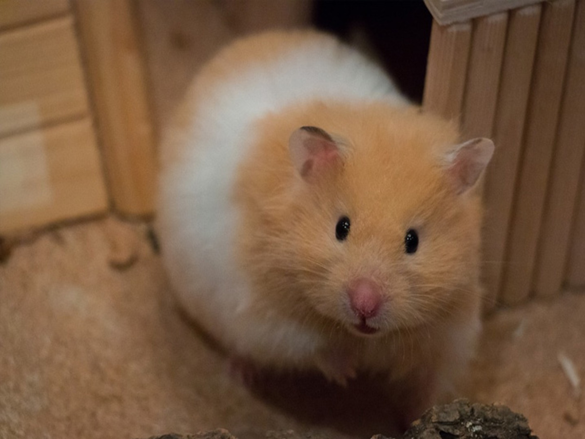 Como cuidar de Hamster: veja dicas essenciais para manter seu pet
