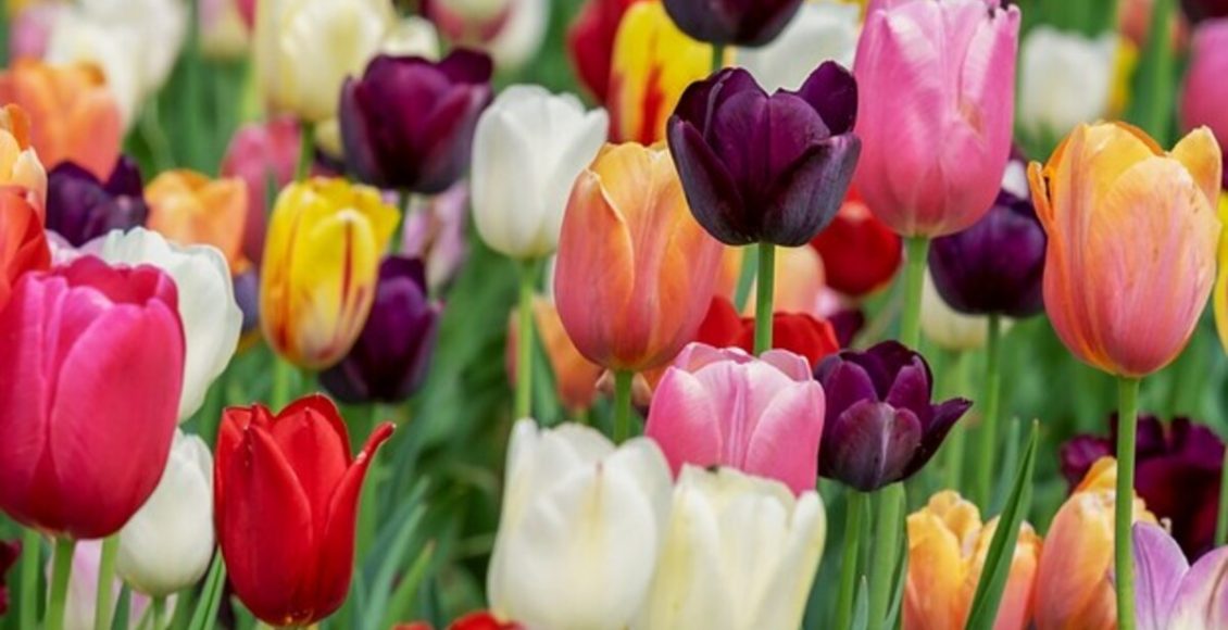 O que plantar em março: flores, hortaliças e muito mais aqui! - Fonte: Pixabay