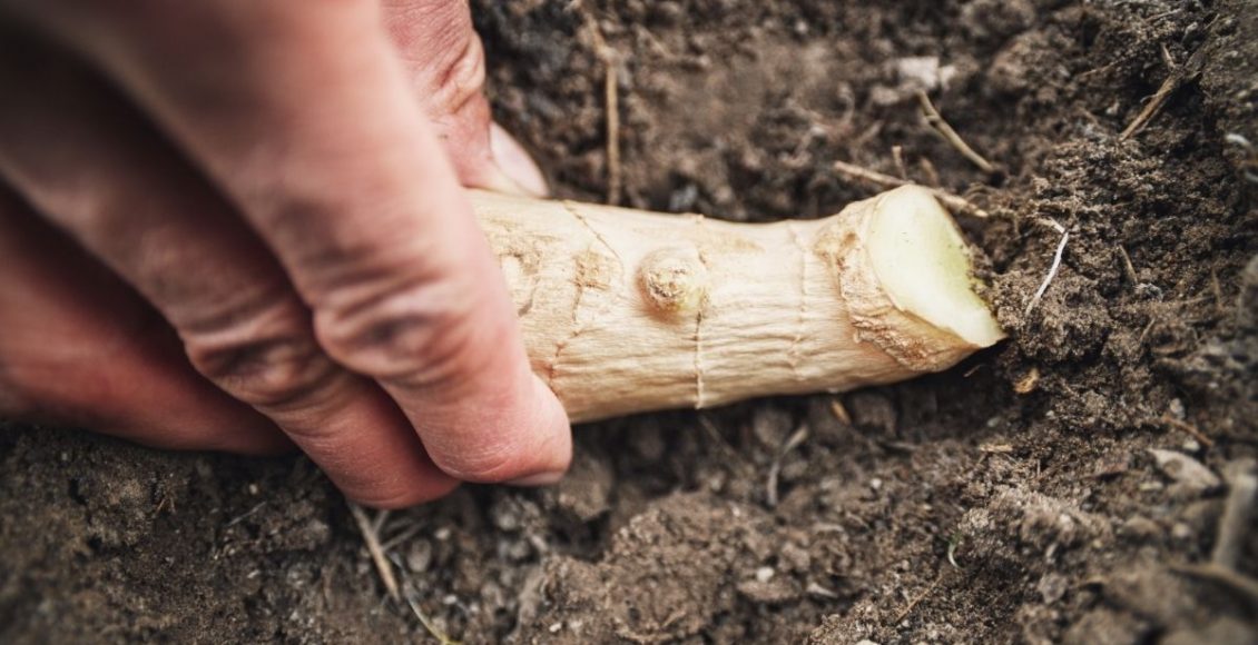 Aprenda como cultivar gengibre no jardim de casa – múltiplos benefícios medicinais - Reprodução Canva (2)