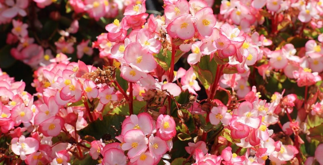 Begônias saiba mais sobre os cuidados básicos e dicas para mantê-las saudáveis e lindas - Reprodução Pixabay