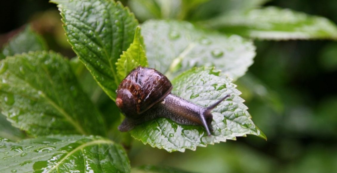 Como espantar os caracóis da sua horta caseira Conheça 4 métodos - Reprodução Canva (2)
