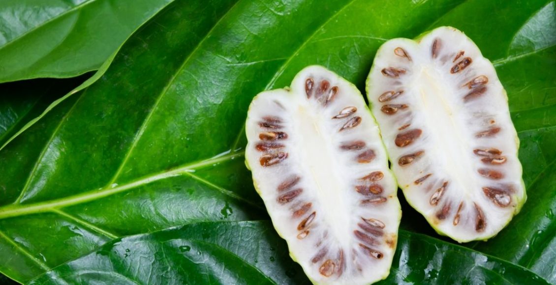 Como plantar Noni em casa! Conheça a fruta com cheiro de queijo - Reprodução Canva