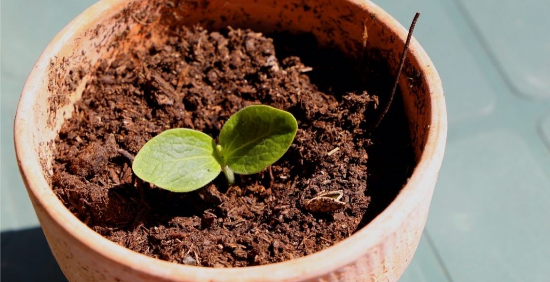 Como plantar abobrinha italiana no vaso Colha em seu apartamento em 50 dias - Reprodução Canva (2)