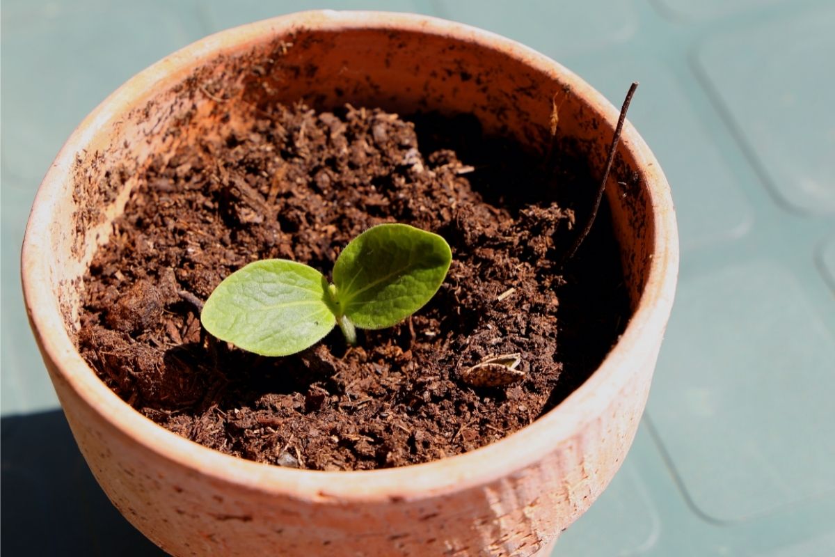 Como plantar abobrinha italiana no vaso Colha em seu apartamento em 50 dias - Reprodução Canva (2)