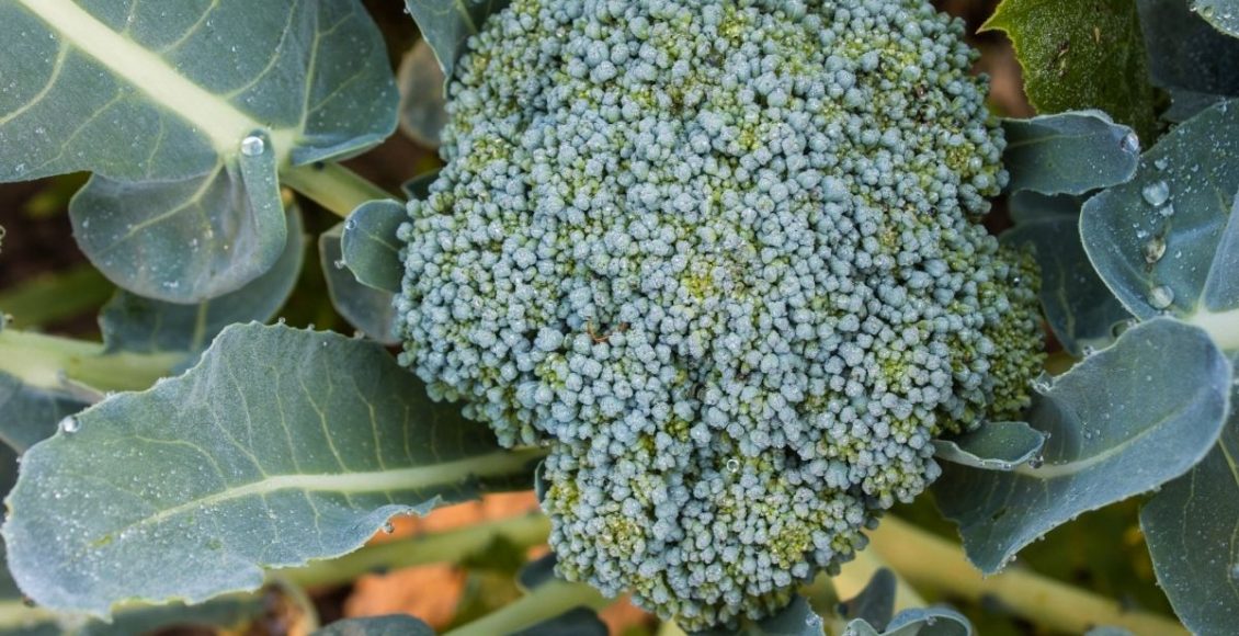 Cultivar brócolis orgânico em vasos ou caixas, no quintal ou na varanda -Canva
