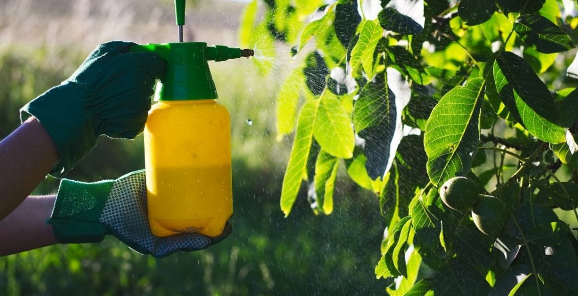 Inseticida caseiro natural - Reprodução Canva