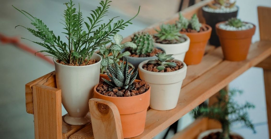 Não erre mais! Conheça as principais dicas para cuidar das plantinhas de casa - Reprodução Canva