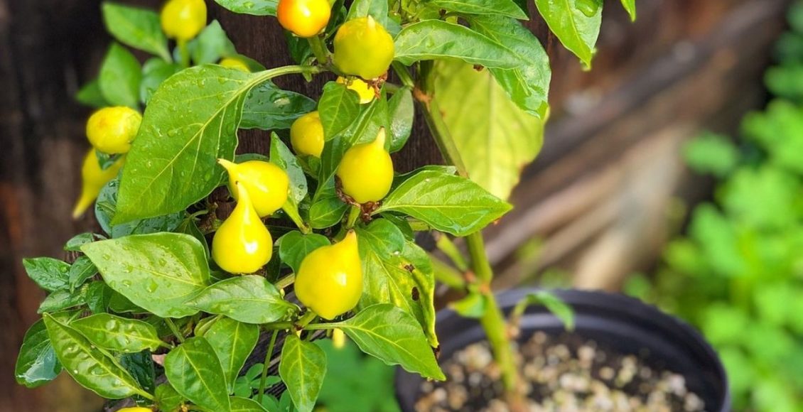 Pimenta-biquinho o sabor sem picância; aprenda o passo a passo de como plantar - Reprodução Canva