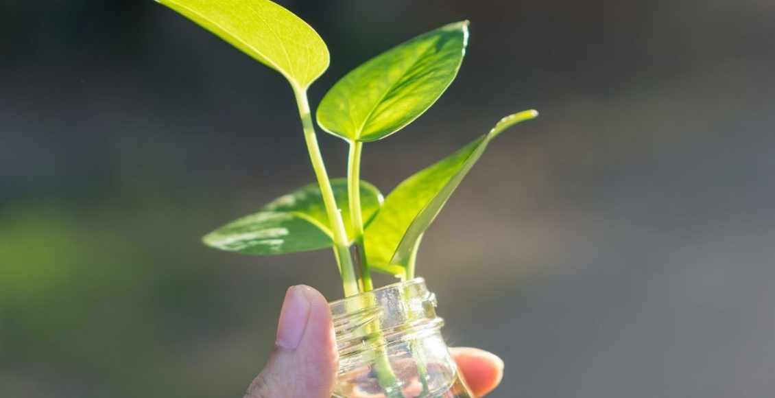 Planta em garrafa pet - Reprodução Canva