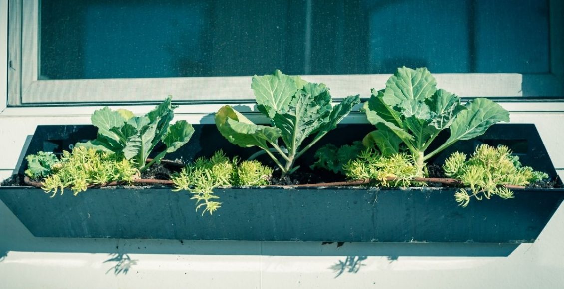 Plantar couve em casa e levar mais sabor ao cardápio da família - Canva