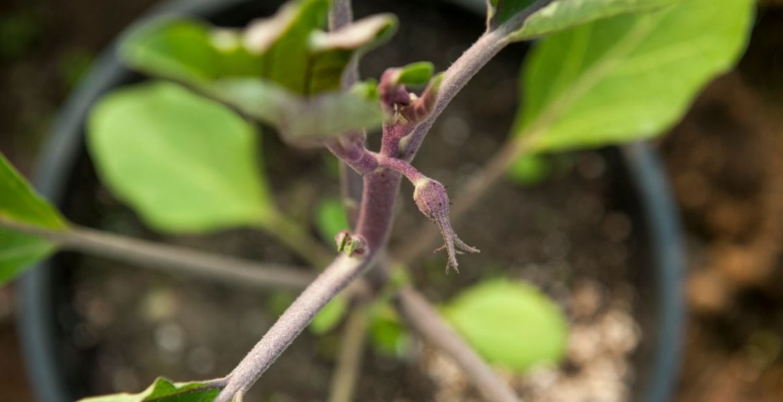 Plante jiló em casa! Aprenda o passo a passo, desde a semeadura até a colheita - Reprodução Canva (2)