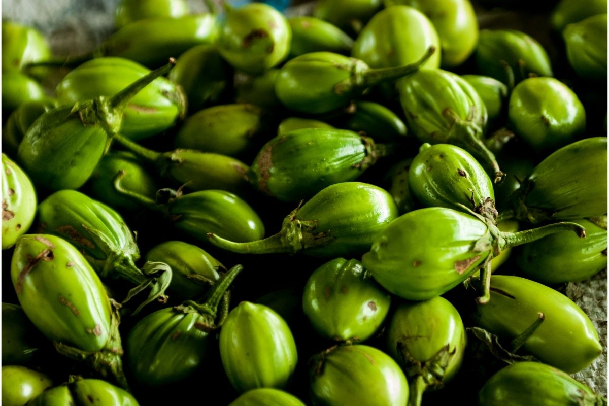 Plante jiló em casa! Aprenda o passo a passo, desde a semeadura até a colheita - Reprodução Canva