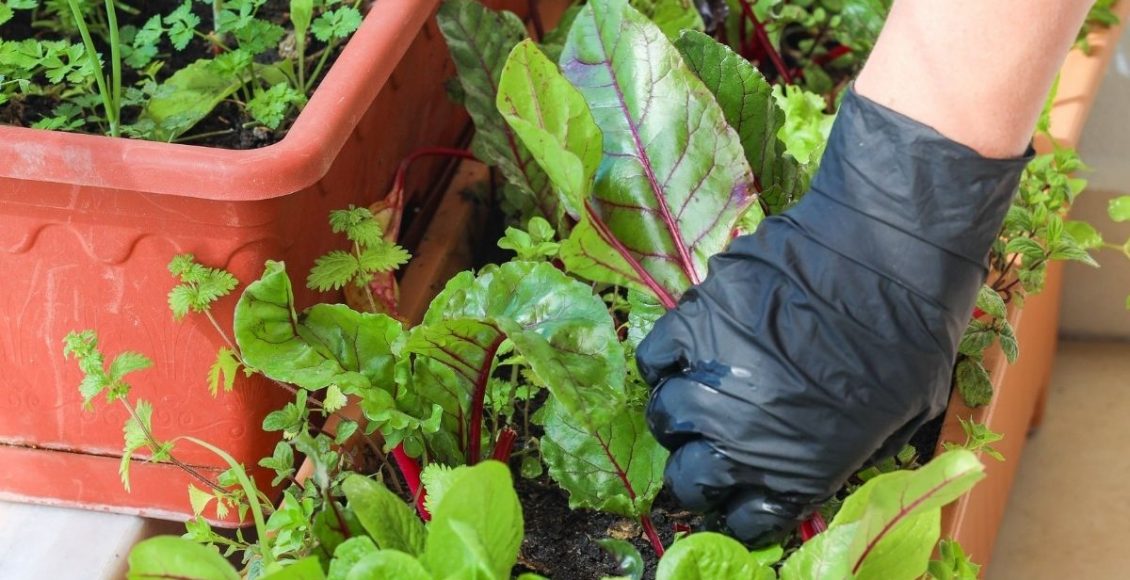Preparar a sua horta caseira para cultivar hortaliças, temperos e chás - Canva