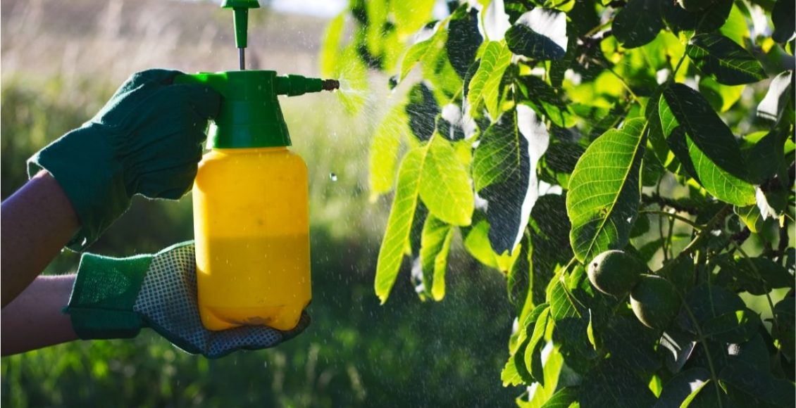 Inseticida caseiro- Reprodução Canva