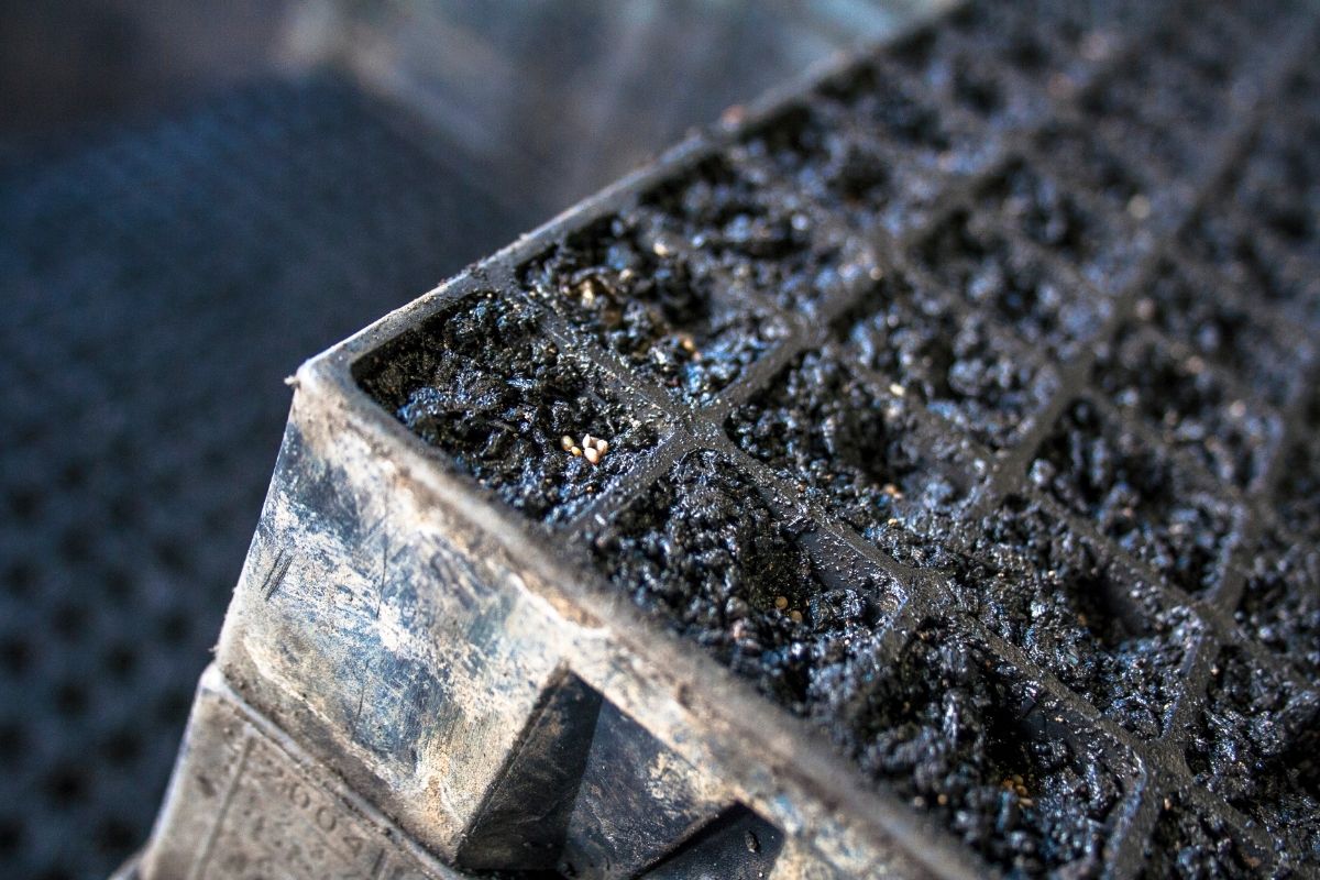 Você sabe qual é a terra certa para o seu vaso Aprenda sobre os substratos e as terras vegetais - Reprodução Canva (2)