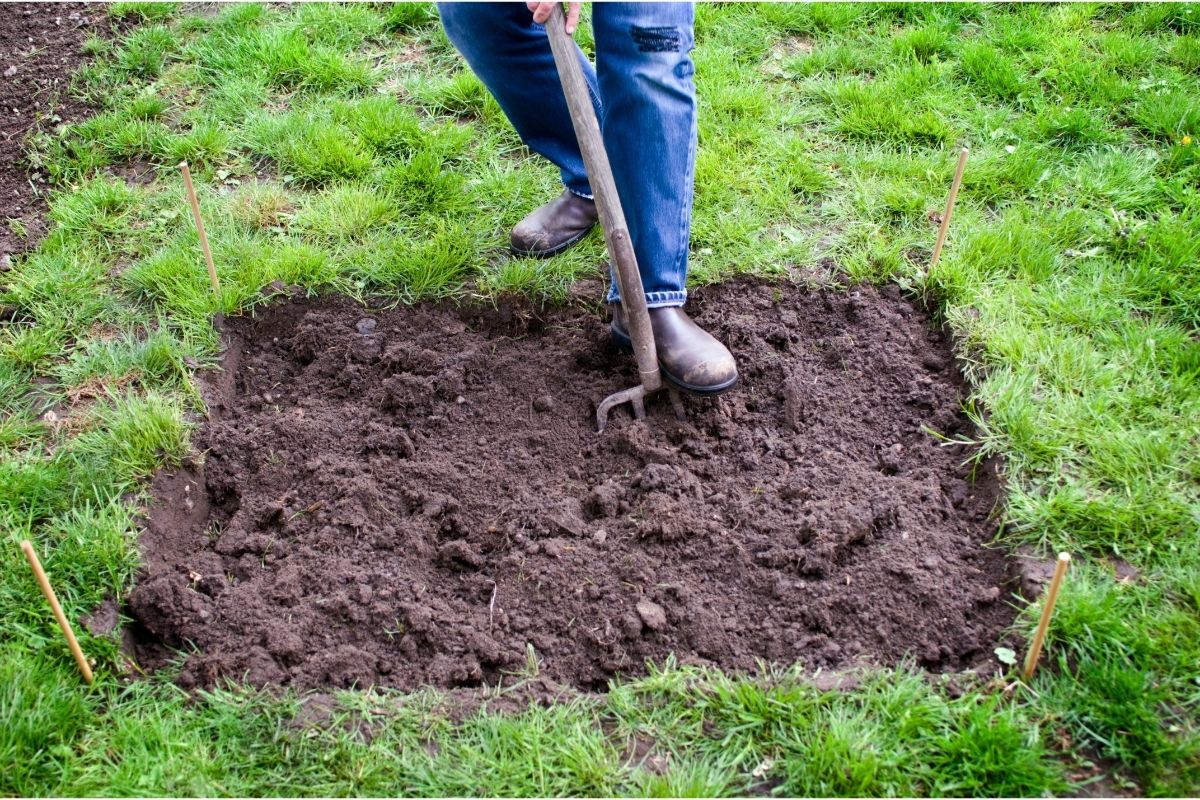 Você sabe qual é a terra certa para o seu vaso Aprenda sobre os substratos e as terras vegetais - Reprodução Canva