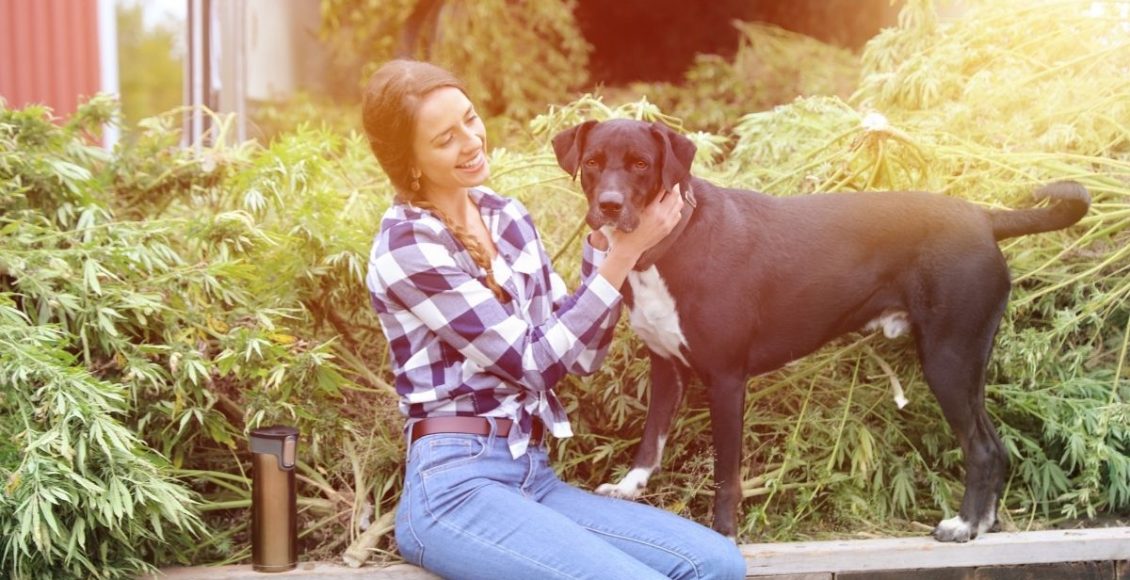 cinco plantas toxicas para animais de estimação