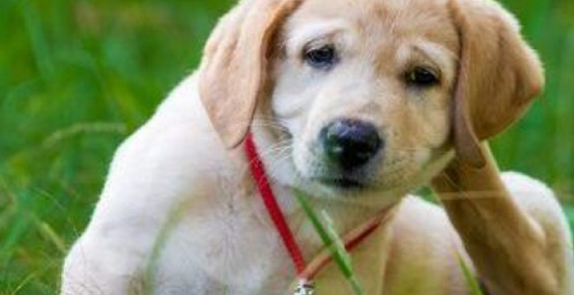 Soluções caseiras para eliminar carrapatos da sua casa; confira - Reprodução Canva