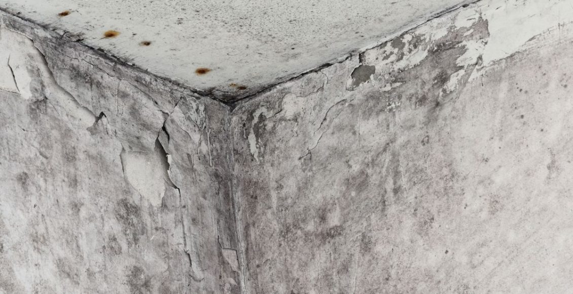 mofo - Reprodução canva