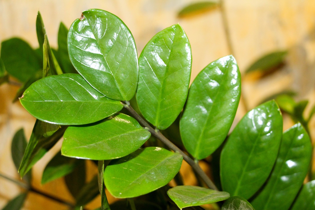 Zamioculca: conheça as principais dicas para cultivar essa planta. | Fonte: Pixabay.