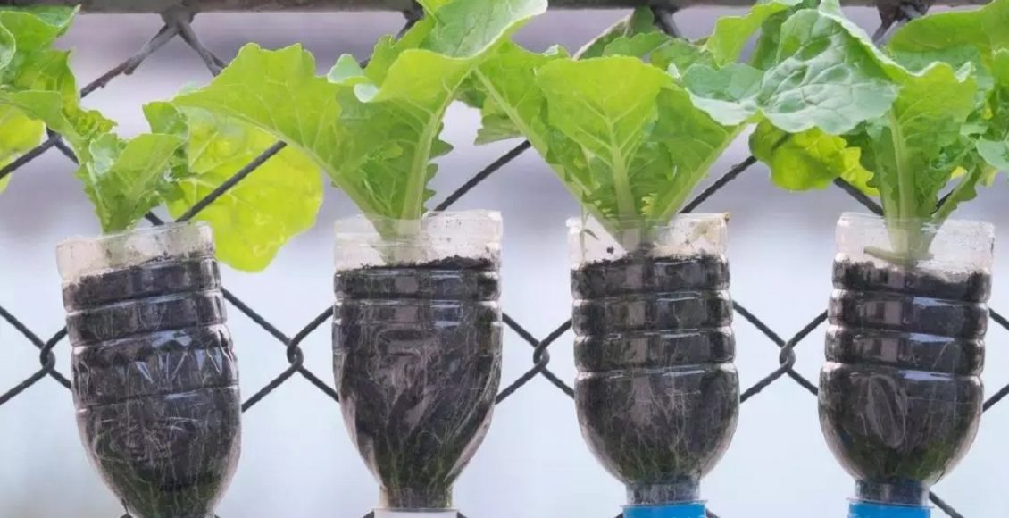 Como plantar alface em garrafa pet (Imagem: Canva/Reprodução)