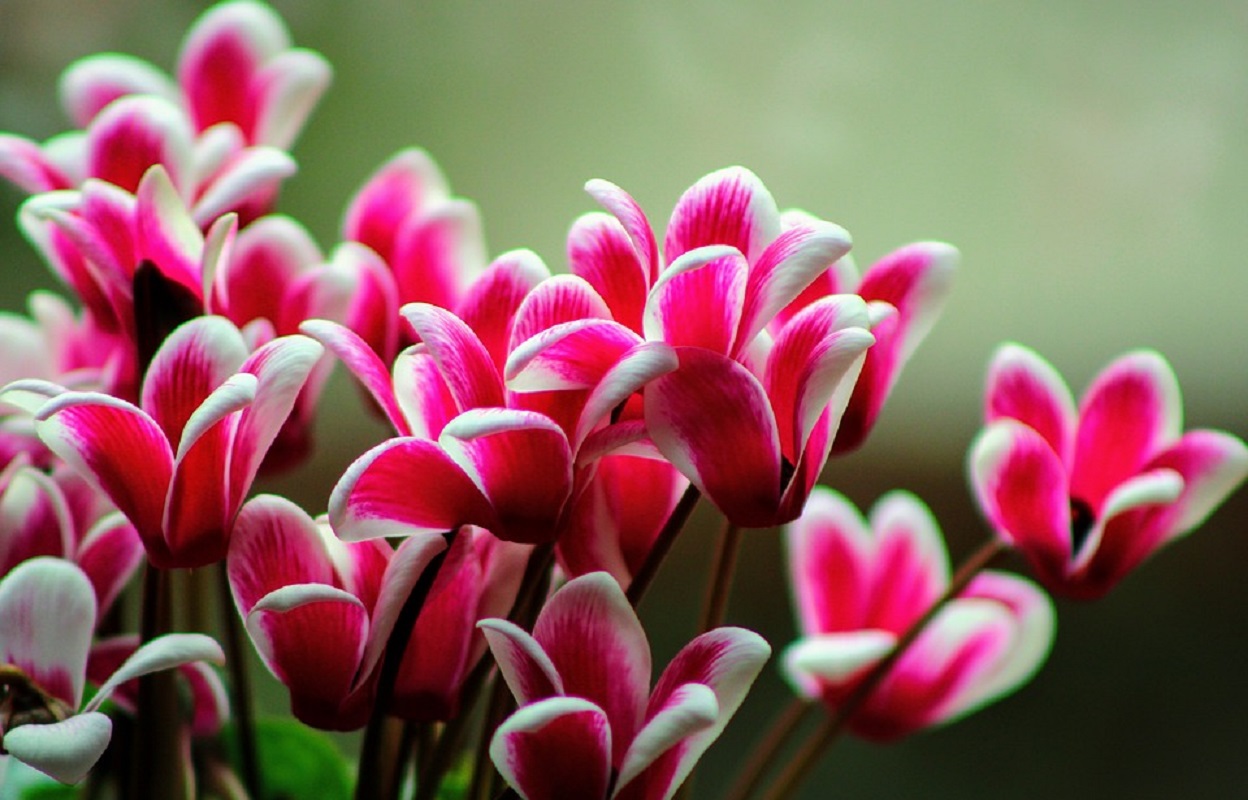 Ciclame: veja como cuidar dessa planta e deixar a casa mais colorida - Reprodução: Pixabay
