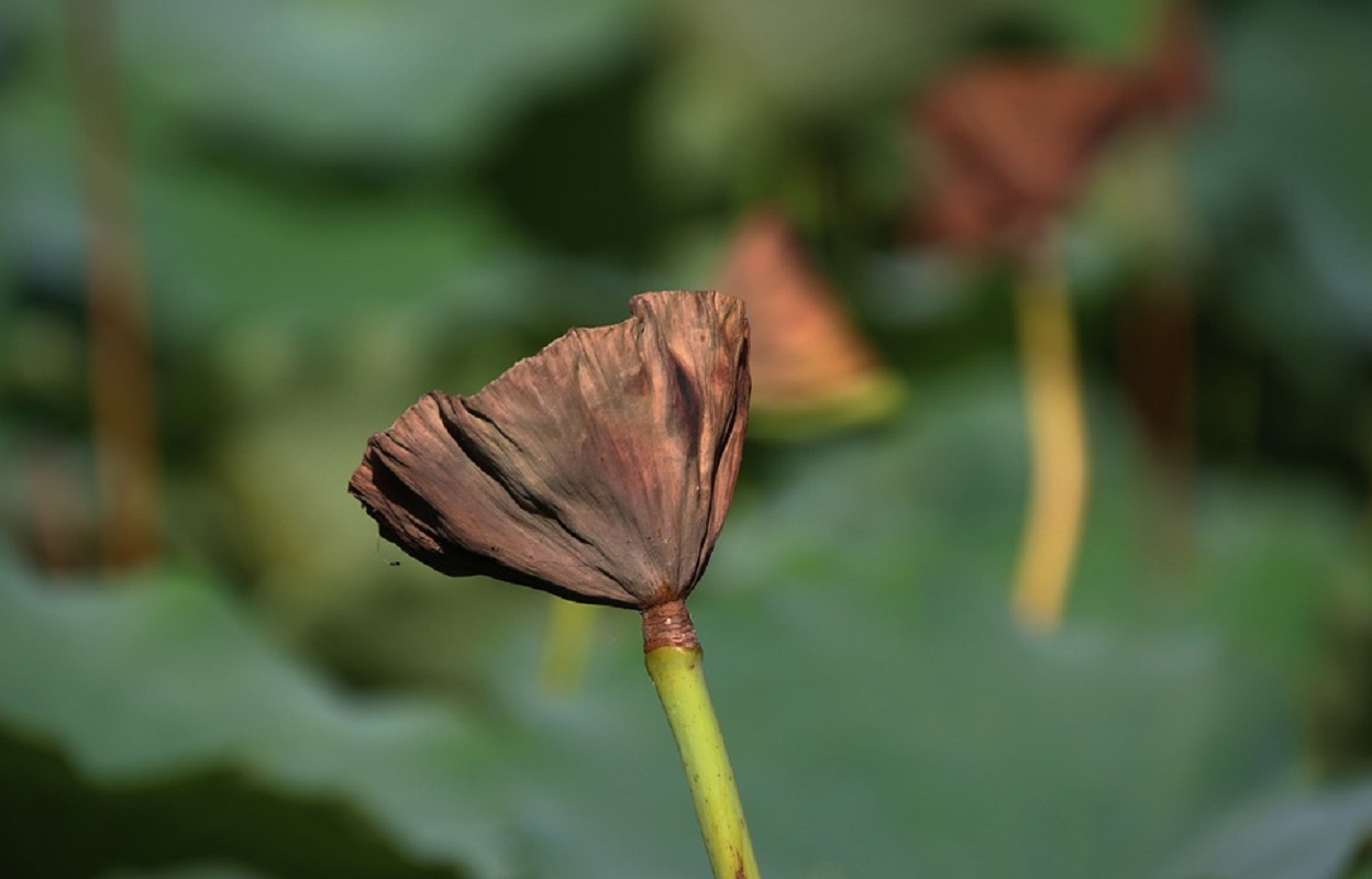 Planta seca: saiba como recuperá-la através de um processo simples - Reprodução: Pixabay