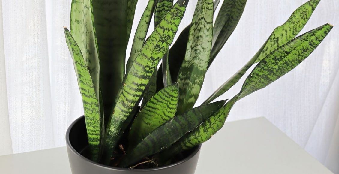 3 dicas de ouro para botar em prática e deixar a sua Espada de São Jorge linda - Reprodução Canva (20)