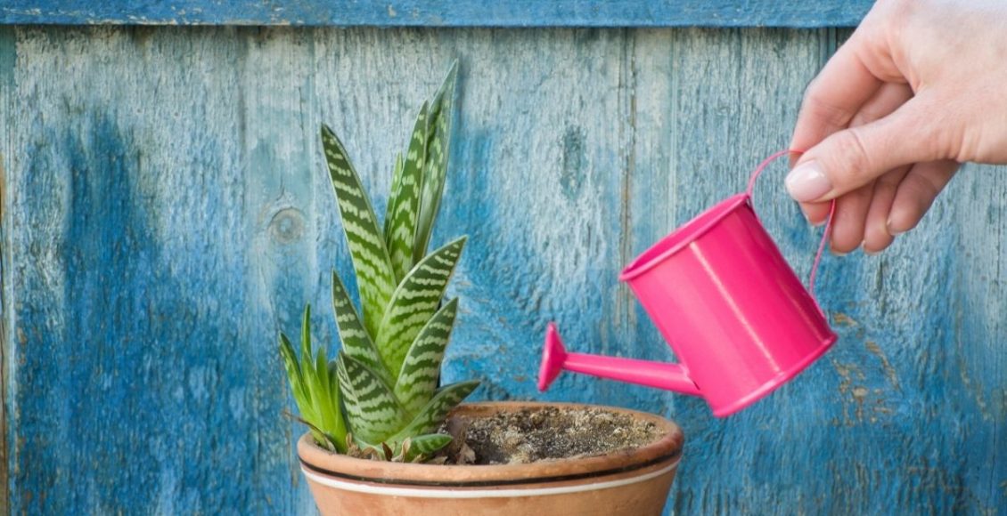 3 dicas preciosas para você acertar na hora de regar as suas suculentas - Reprodução Canva (2)