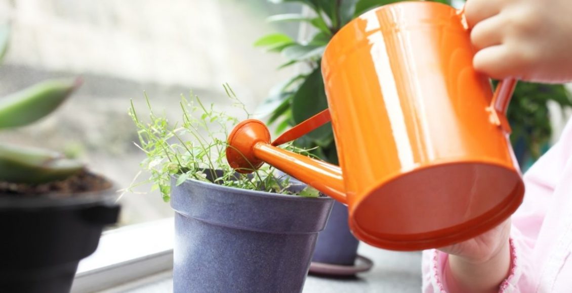 3 mentiras que te contam na internet sobre a melhor forma de regar suas plantas - Reprodução Canva (1)