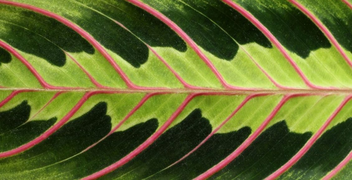 3 plantas que não são para iniciantes e requerem cuidados especiais - Reprodução Canva