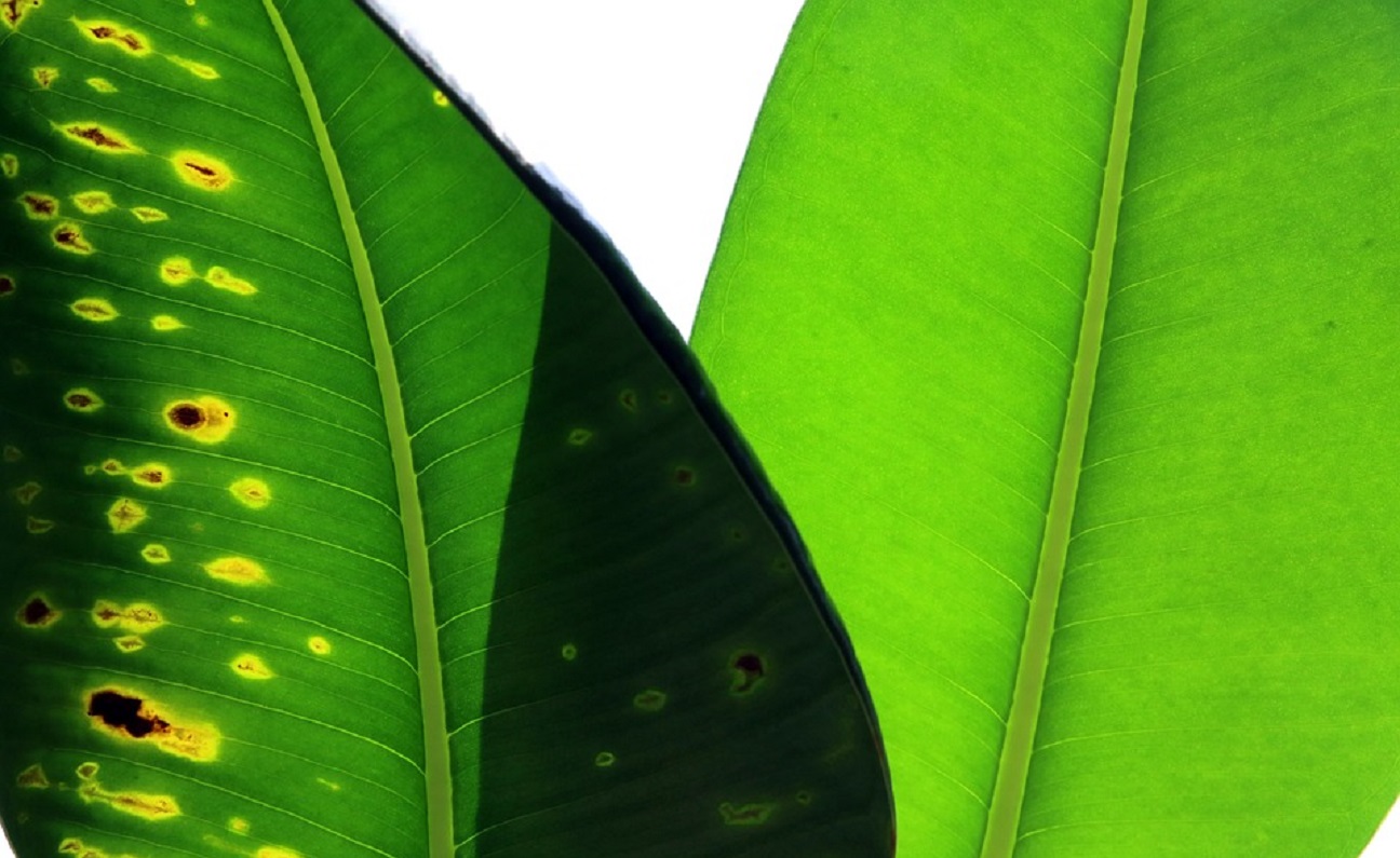 Saiba como identificar doenças nas plantas usando uma paleta de cores - Reprodução: Pixabay