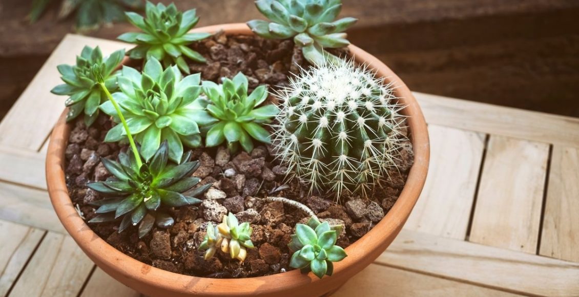 Aprenda a fazer um vaso arranjo para as suas suculentas em 4 passos simples - Reprodução Canva