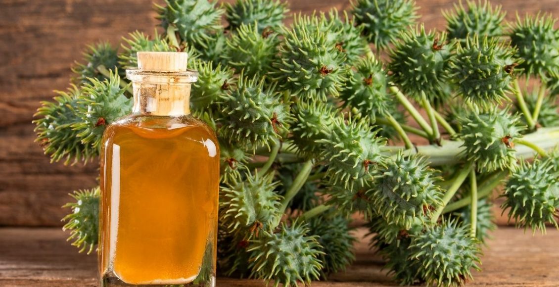 Aprenda utilizar a torta de mamona no seu cultivo! Um adubo orgânico cheio de vantagens - Reprodução Canva (2)