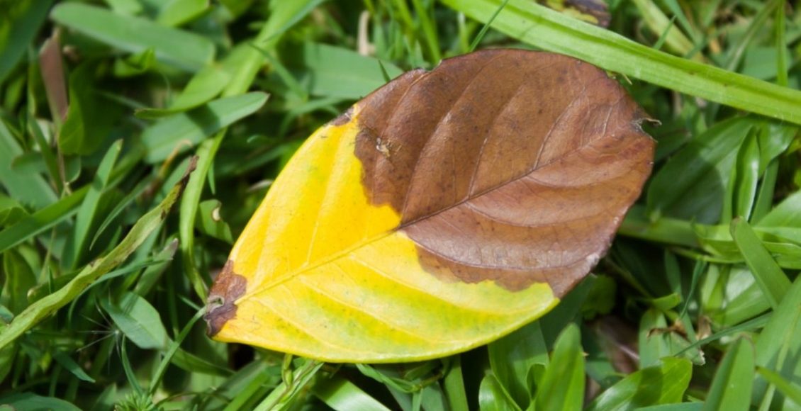 As folhas da sua planta estão queimadas Entenda o que fazer nessa situação - Reprodução Canva (2)