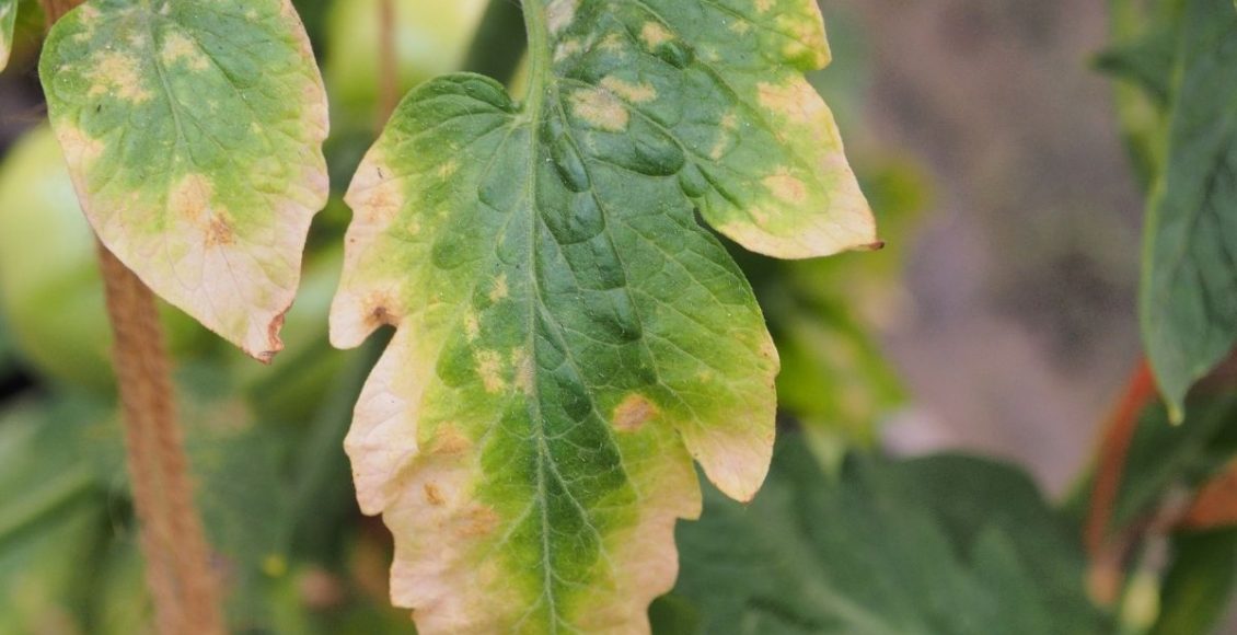 As folhas da sua planta estão queimadas de novo Aprenda a corrigir o excesso de adubação - Reprodução Canva (2) (1)