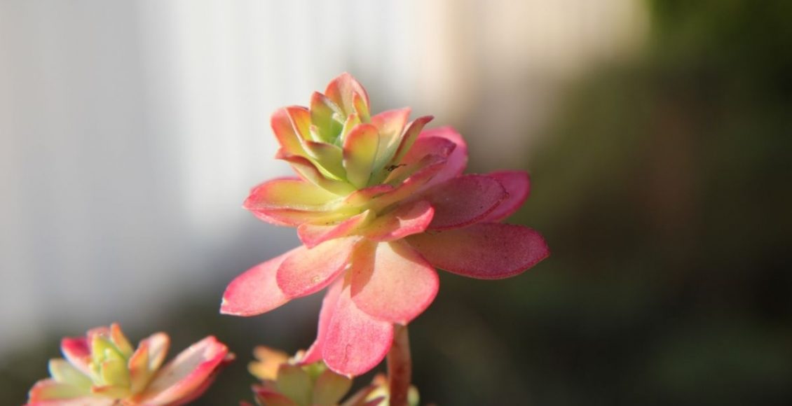 As plantas suculentas hibernam Entenda o que é o período de hibernação de uma planta - Reprodução Canva (2)