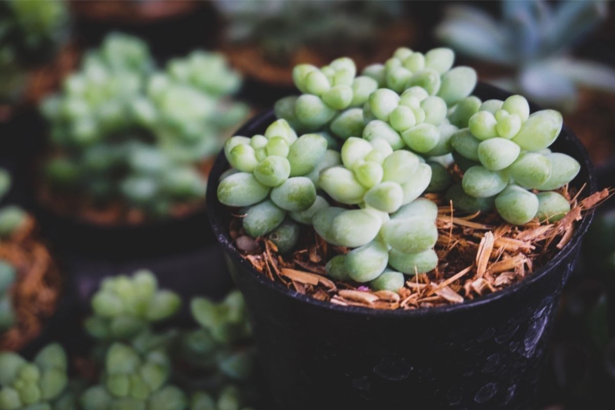 As plantas suculentas hibernam Entenda o que é o período de hibernação de uma planta - Reprodução Canva