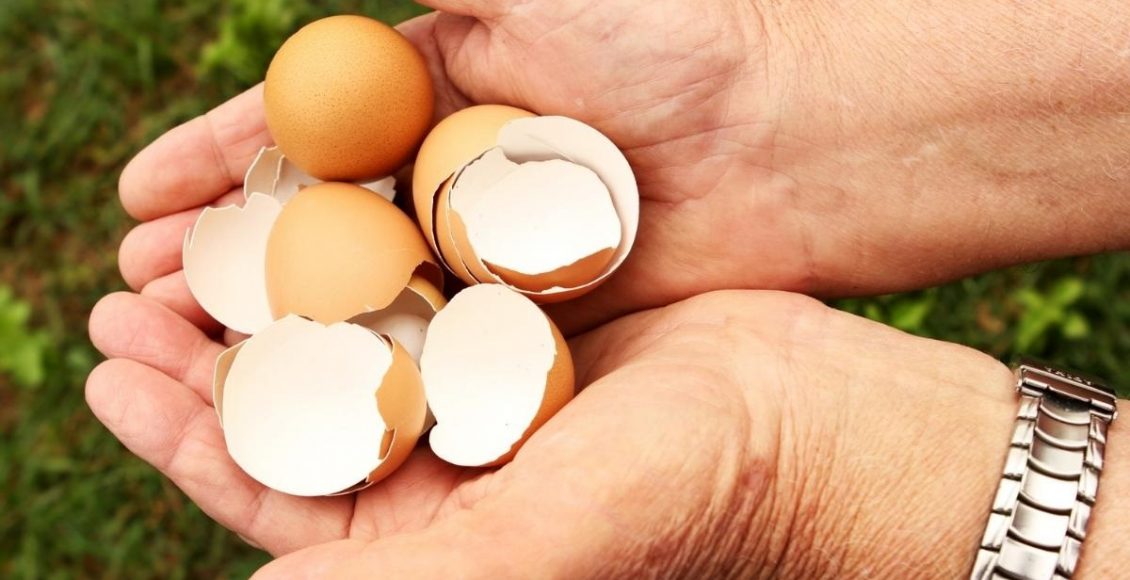 Casca de ovo como adubo veja quais as vantagens e como utilizar foto reprodução canva