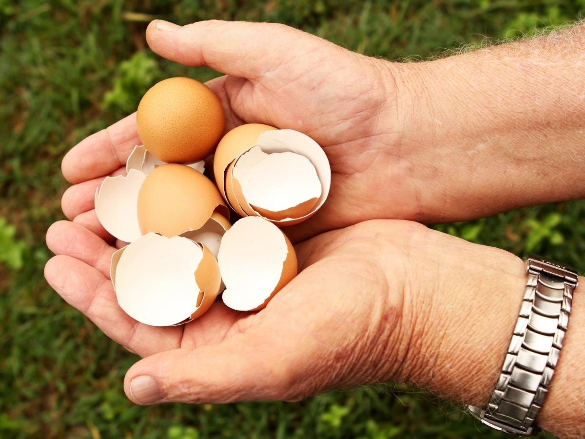 Casca de ovo como adubo veja quais as vantagens e como utilizar foto reprodução canva