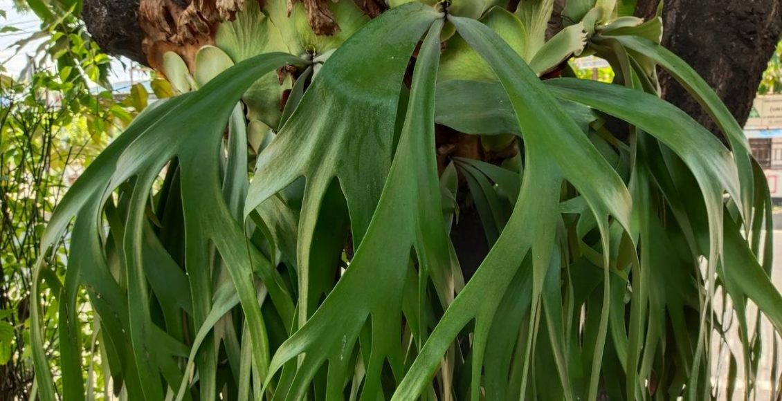 Chifre-de-veado veja aqui como cuidar dessa planta escultural foto reprodução canva