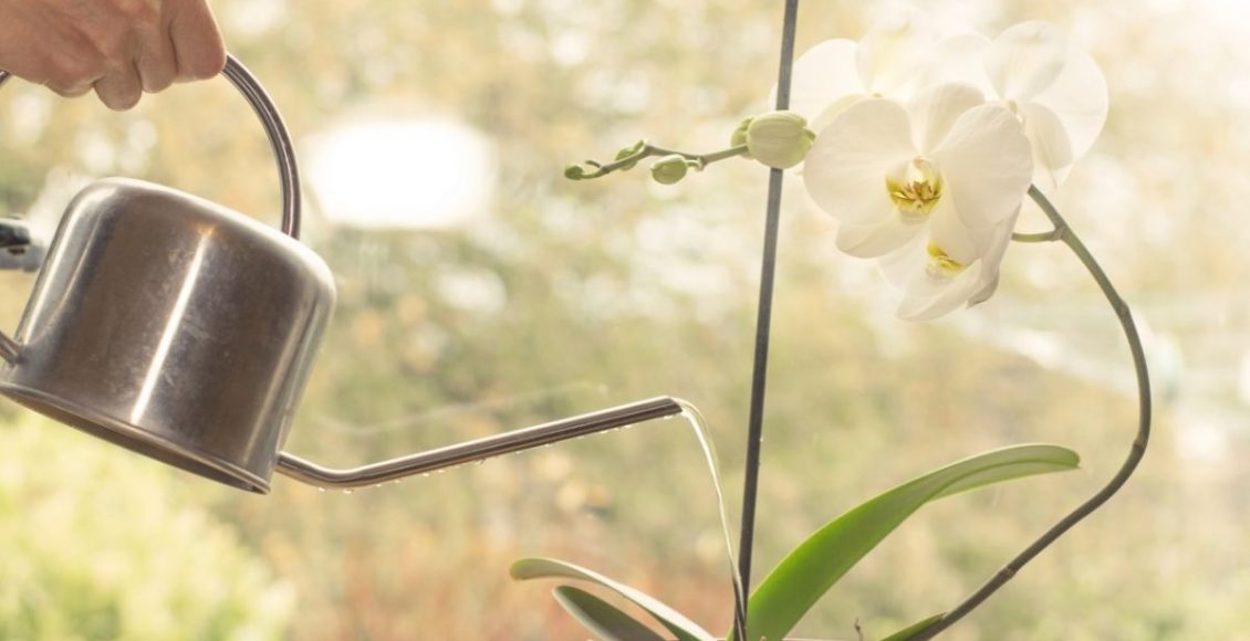 Nunca faça faça isso na hora de regar! Você pode estar matando as suas orquídeas - Reprodução Canva