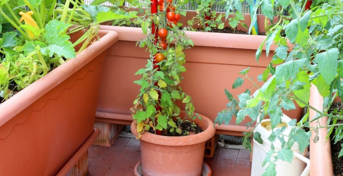 Como fazer uma horta em espaços pequenos 3 dicas de ouro - Reprodução canva