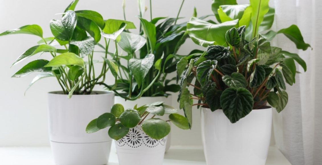 Conheça as 3 plantas mais recomendadas para iniciantes e fáceis de cuidar - Reprodução Canva (2)