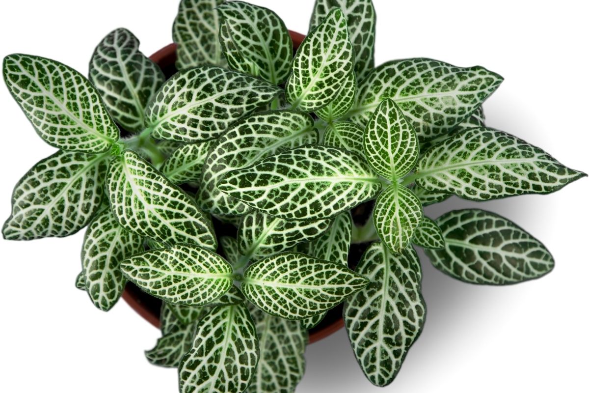 Conheça as 3 plantas mais recomendadas para iniciantes e fáceis de cuidar - Reprodução Canva