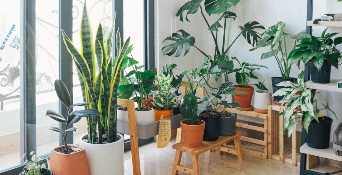 Plantas para casa - reprodução: Canva