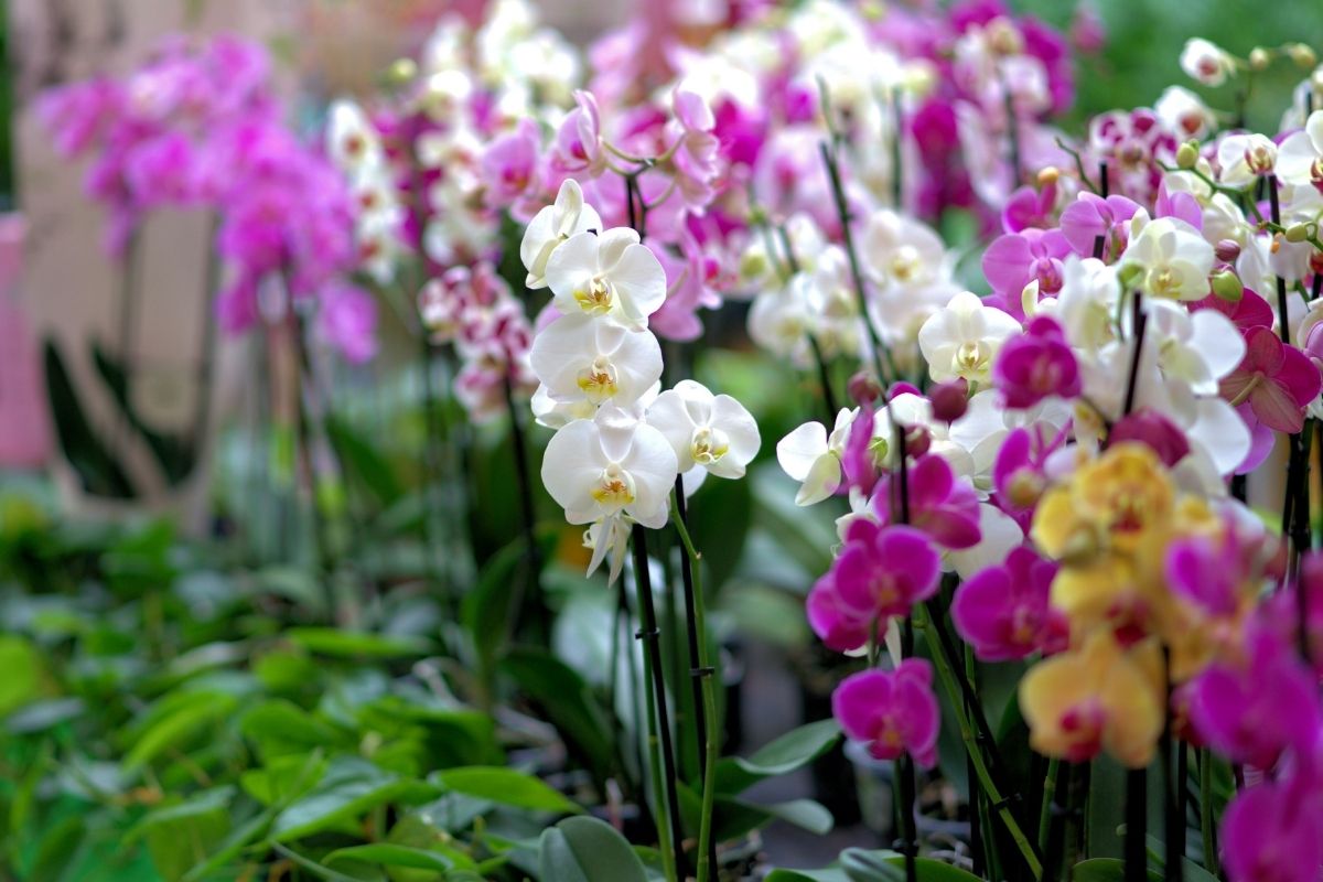Orquídeas - reprodução: Canva