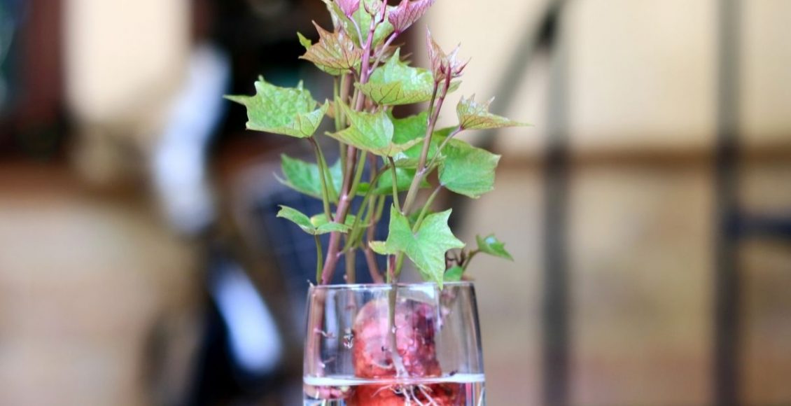 Como cultivar batata doce na água - reprodução: Canva