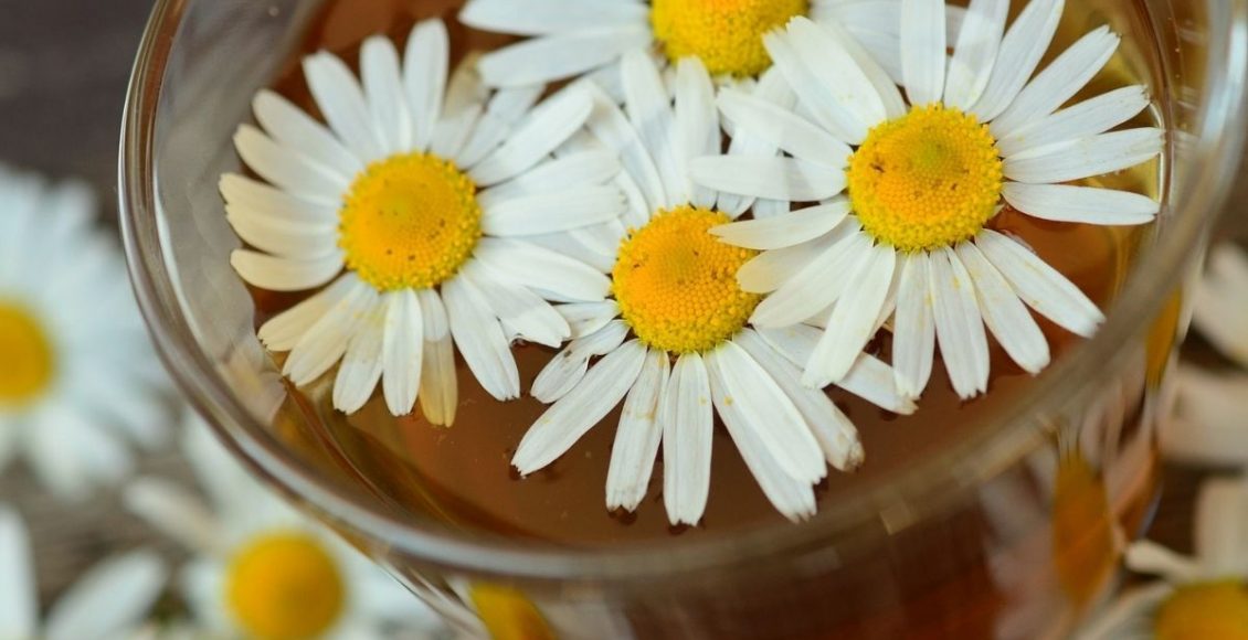 Plantas medicinais em casa: conheça as melhores e suas vantagens - pixabay